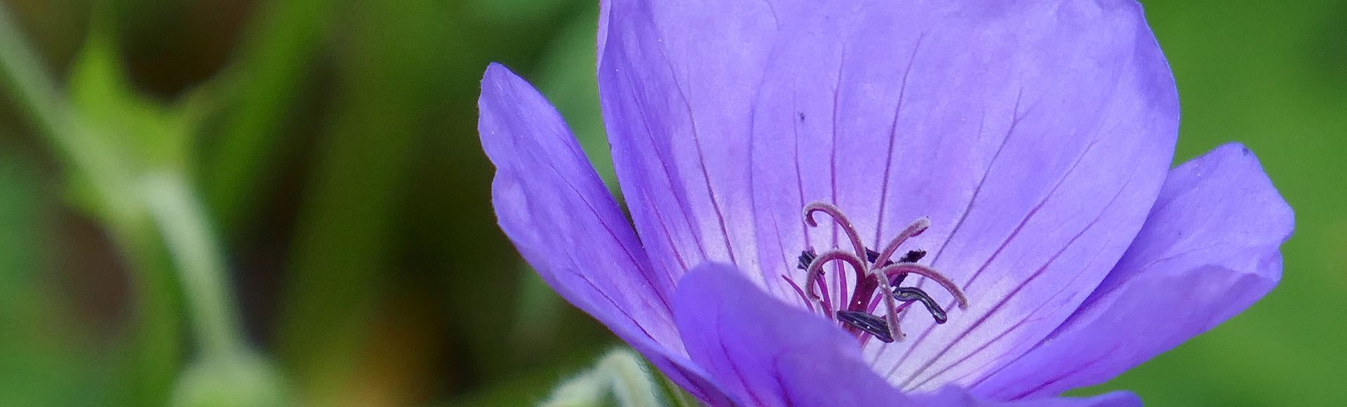 Kleine blaue Schönheit, Juni 2020, Foto: © Heike Arnold